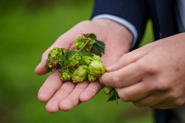 image : Hop is een van de krachtigste plantaardige antioxidanten.